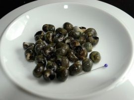 Winkles for tea